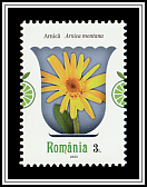 Mountain Arnica (Arnica montana)