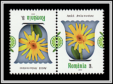 Mountain Arnica (Arnica montana)