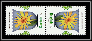Mountain Arnica (Arnica montana)