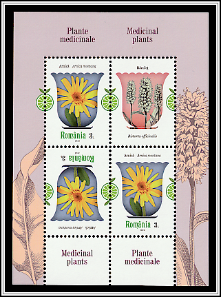 Mountain Arnica (Arnica montana)