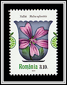 Common Mallow (Malva sylvestris)