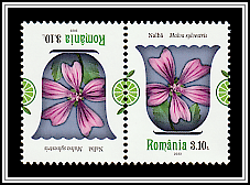 Common Mallow (Malva sylvestris)
