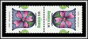 Common Mallow (Malva sylvestris)