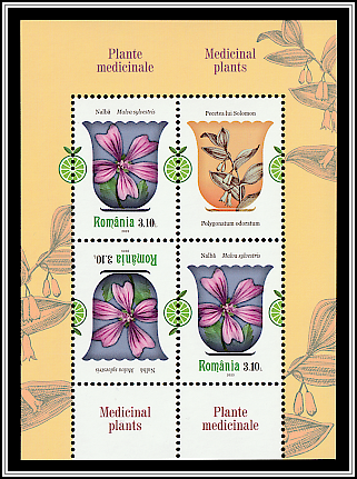 Common Mallow (Malva sylvestris)