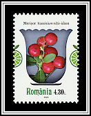 Lingonberry (Vaccinium vitis-idaea)