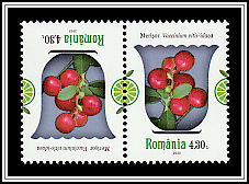 Lingonberry (Vaccinium vitis-idaea)