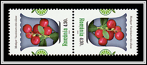 Lingonberry (Vaccinium vitis-idaea)