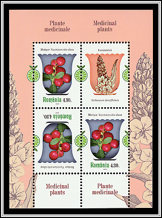 Lingonberry (Vaccinium vitis-idaea)