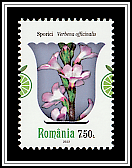 Verbena (Verbena officinalis)
