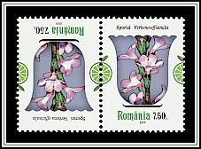 Verbena (Verbena officinalis)