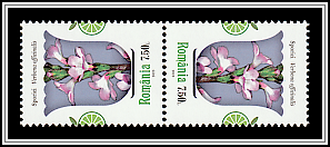 Verbena (Verbena officinalis)