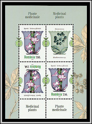 Verbena (Verbena officinalis)