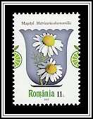 German Chamomile (Matricaria chamomilla)