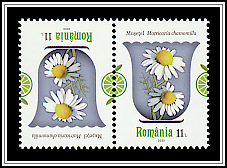 German Chamomile (Matricaria chamomilla)