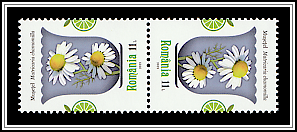 German Chamomile (Matricaria chamomilla)