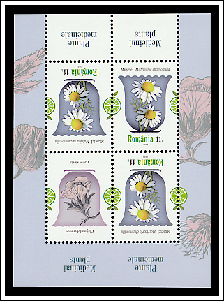 German Chamomile (Matricaria chamomilla)