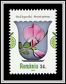 Spiny Restharrow (Ononis spinosa)