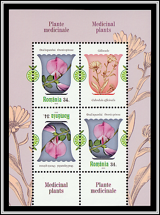 Spiny Restharrow (Ononis spinosa)