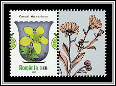 Wood Avens (Geum urbanum)
