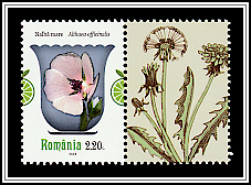 Marsh Mallow (Althaea officinalis)