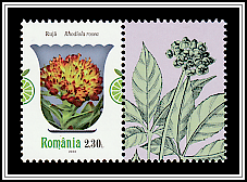 Arctic Root (Rhodiola rosea)