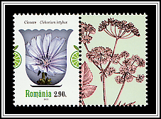 Chicory (Cichorium intybus)