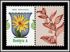Mountain Arnica (Arnica montana)