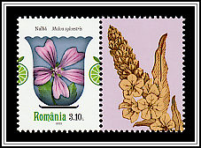 Common Mallow (Malva sylvestris)