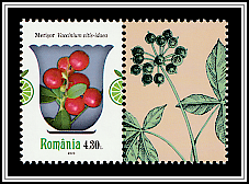Lingonberry (Vaccinium vitis-idaea)