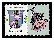 Verbena (Verbena officinalis)