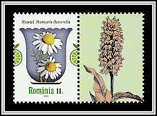 German Chamomile (Matricaria chamomilla)