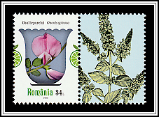 Spiny Restharrow (Ononis spinosa)