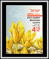 Gold Cup (Sternbergia clusiana)