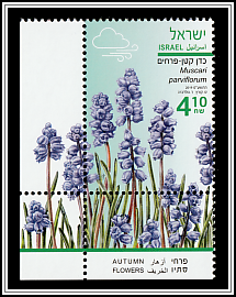Grape Hyacinth