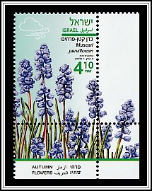 Grape Hyacinth