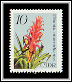 Tillandsia macrochlamys