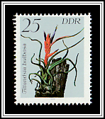 Tillandsia bulbosa
