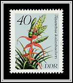 Tillandsia kalmbacheri