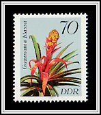 Guzmania blassii