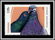 Pigeon (Columba livia)