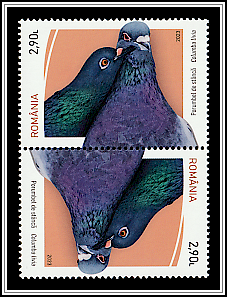 Pigeon (Columba livia) Tête-bêche Type I