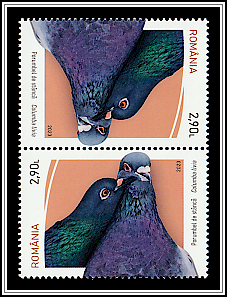 Pigeon (Columba livia) Tête-bêche Type II