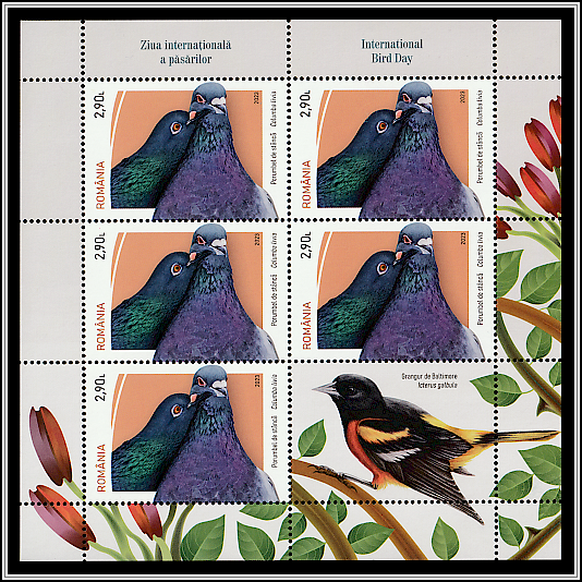 Pigeon (Columba livia)/Baltimore Oriole (Icterus galbula)
