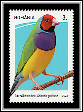 Gouldian Finch (Chloebia gouldiae)