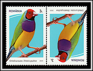 Gouldian Finch (Chloebia gouldiae) Tête-bêche Type I