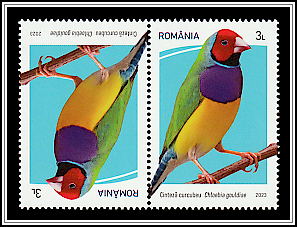Gouldian Finch (Chloebia gouldiae) Tête-bêche Type II