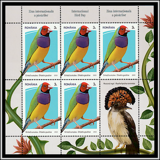 Gouldian Finch (Chloebia gouldiae)/Amazonian Royal Flycatcher (Onychorhynchus coronatus)