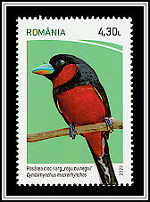 Black-and-Red Broadbill (Cymbirhynchus macrorhynchos)