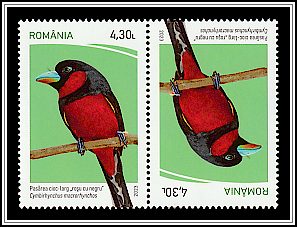 Black-and-Red Broadbill (Cymbirhynchus macrorhynchos) Tête-bêche Type I