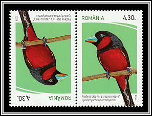 Black-and-Red Broadbill (Cymbirhynchus macrorhynchos) Tête-bêche Type II